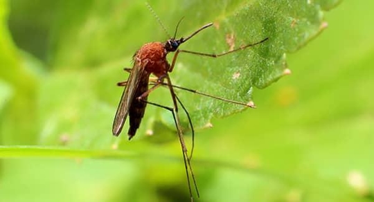 Why You Should Call Big Blue Bug For Mosquito Problems In Portland