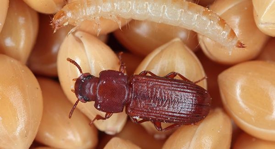 How To Keep Grain Beetles From Invading Your South Portland Pantry