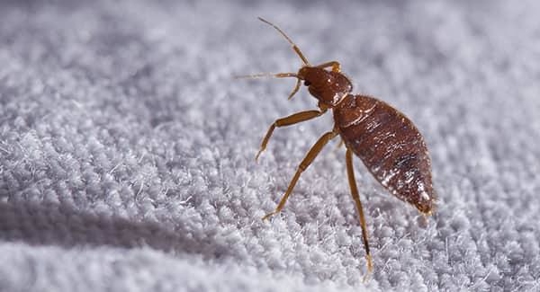 Reliable Bed Bug Solutions NYC