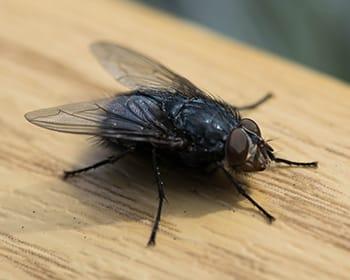 Common House Fly
