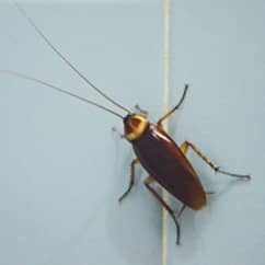 american cockroach on the wall