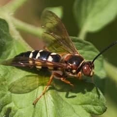 Cicada killer wasp on top of a leaf