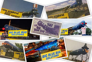 collage of big blue bug pictures