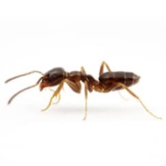 crawling ant