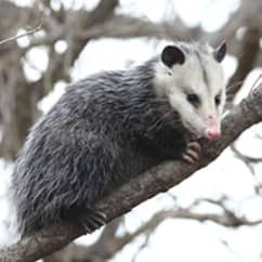 opossum climbing on top of the tree