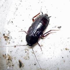 crawling oriental cockroach
