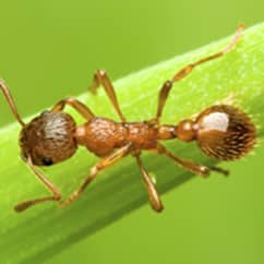 ant on a leaf close up