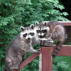 raccoons on wooden railings