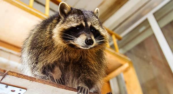 Fall Wildlife Prevention For South Portland Homes