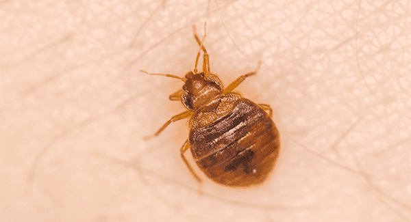 Here's How To Tell If There Are Bed Bugs In Your Worcester Home