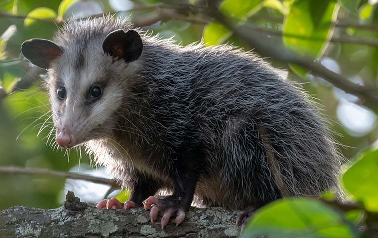 Effective Opossum Control Methods: Removing And Preventing Opossums ...