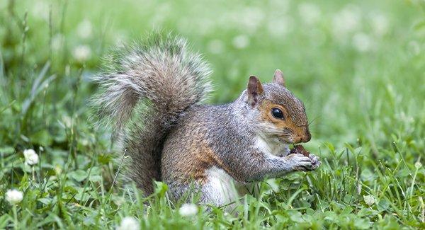 Spring Brings A Surge Of Wildlife To Warwick Properties