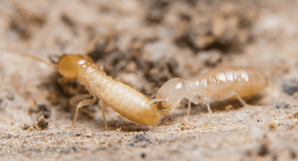 Why Year-Round Termite Prevention Is Essential For New England Residents