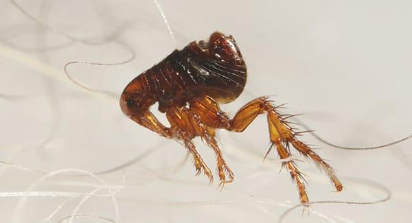 Everything You Didn't Know About the Fleas in South Portland