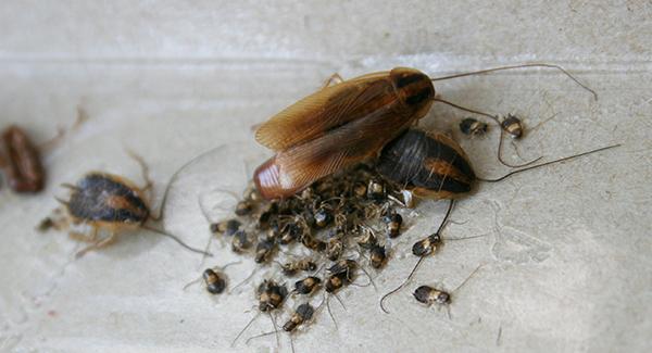 The Key To Eliminating Cockroaches In Worcester Is Finding Their Eggs