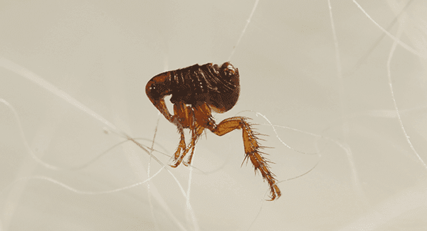 What You Can Do About Fleas