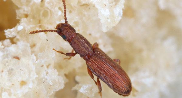 The Battle Against Pantry Beetles: Strategies For Success In Your ...