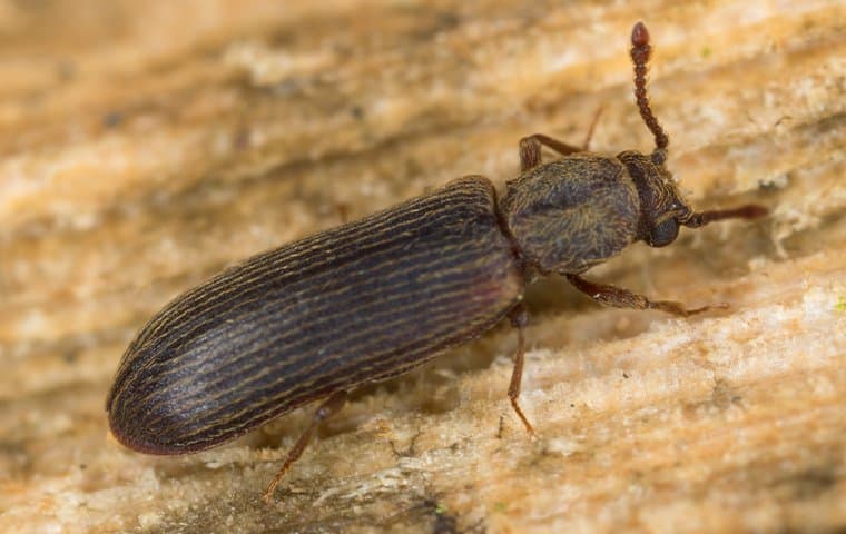 Powderpost Beetles 101: Understanding The Silent Threat To Your Auburn Home