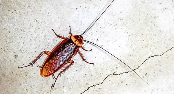 Spotting Cockroach Problems In Your Worcester Home Before It Is Too Late