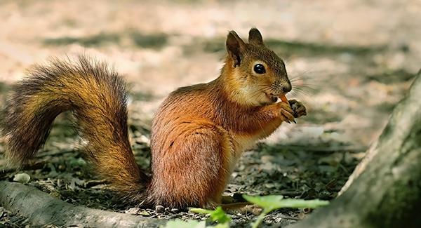 Tips And Tricks To Prevent Squirrels In Southern Maine