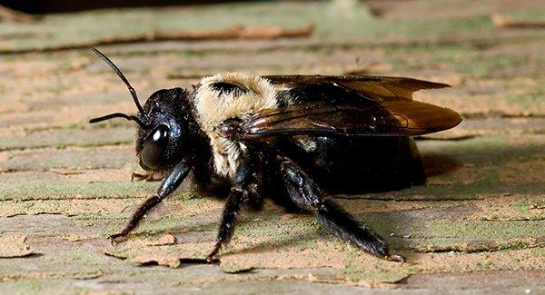 What Portland Property Owners Should Know About Carpenter Bees