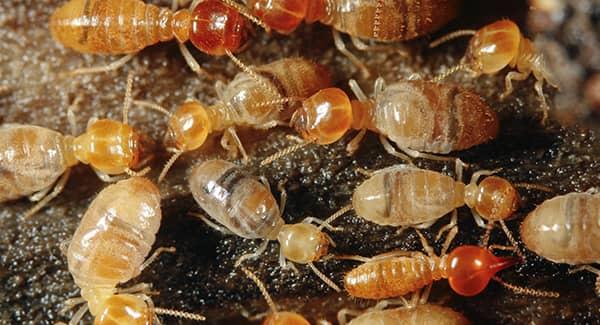 What Happens To New England Termites In The Winter?