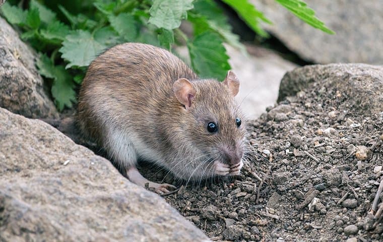 Say Goodbye To Rats: Strategies For Effective Rat Control For Homes In ...